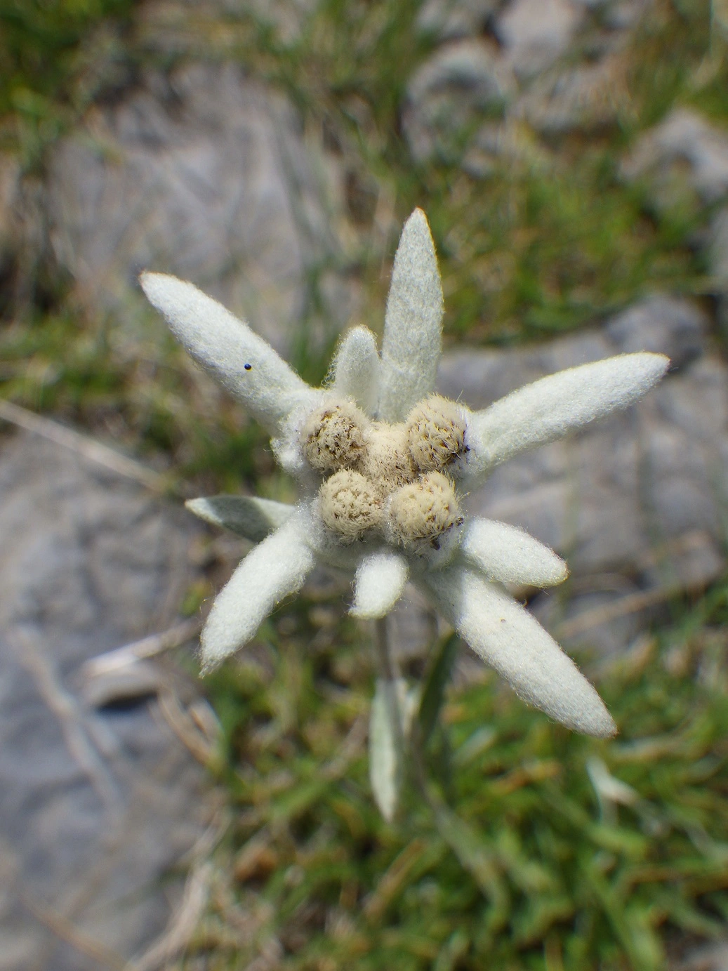 Edelweiss