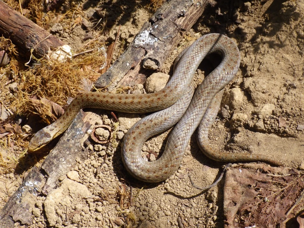 Coronelle lisse (Coronella austriaca)
